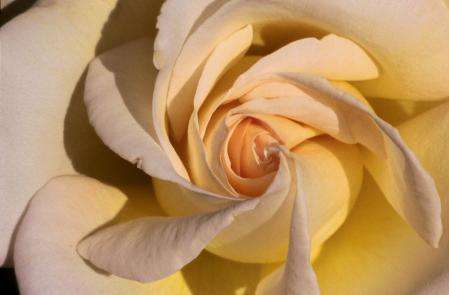 Pinwheel Rose