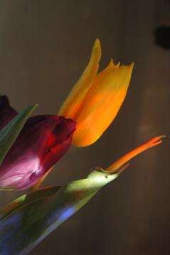 Tulips in Rainbow Light