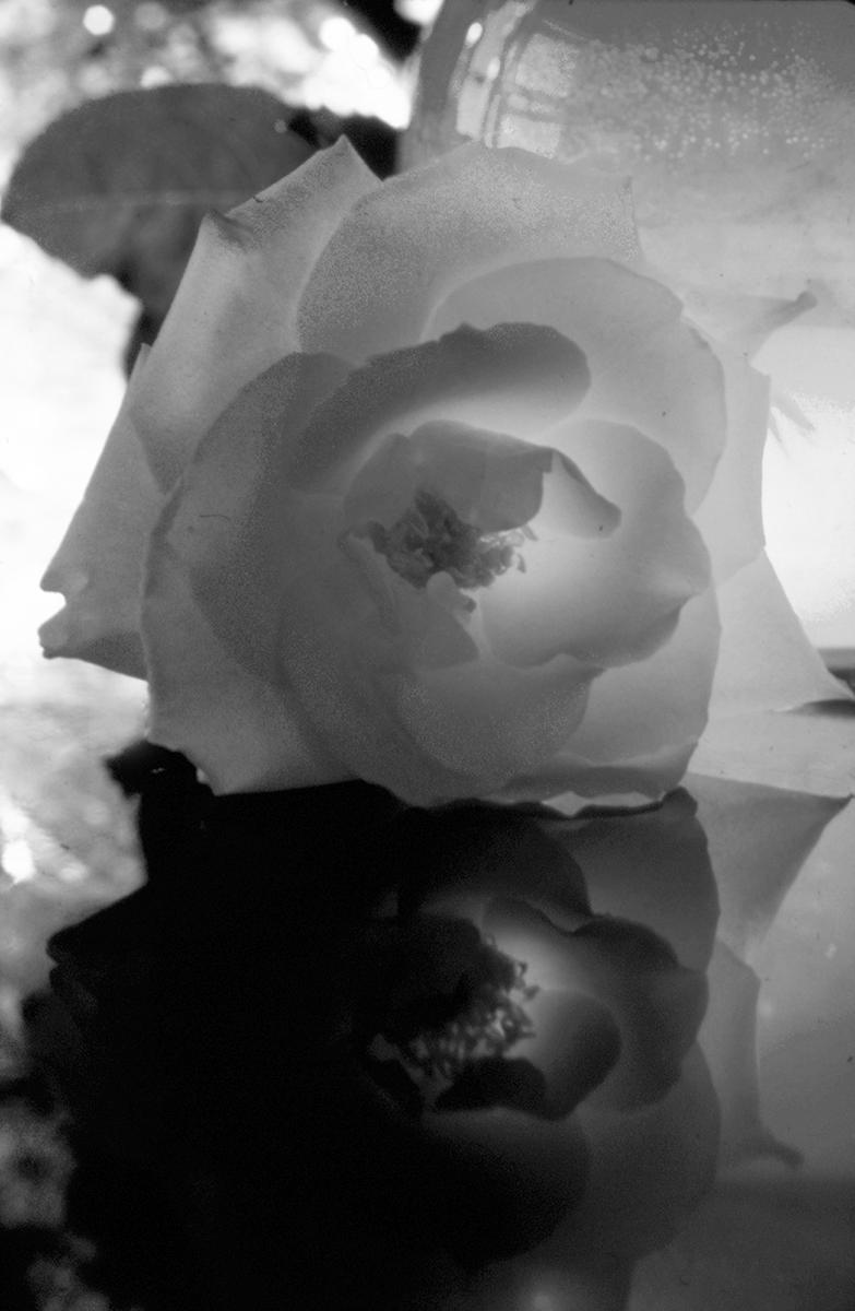 Rose Shadow (B/W)