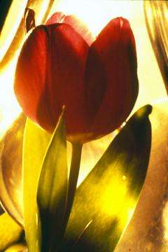 Tulip Rising