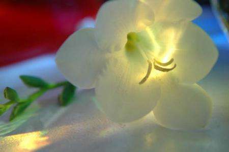 White Freesia Lit From Within