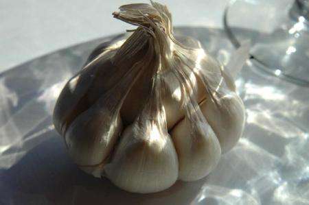 Garlic Glory