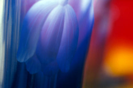 Blue Tulip