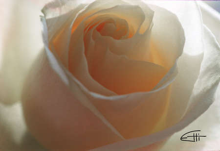 Bridal Rose