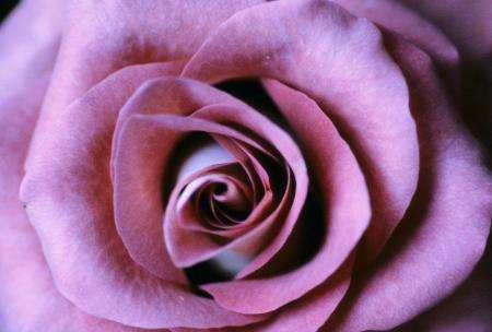 Lavender Rose