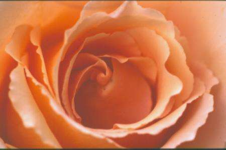 Peach Rose